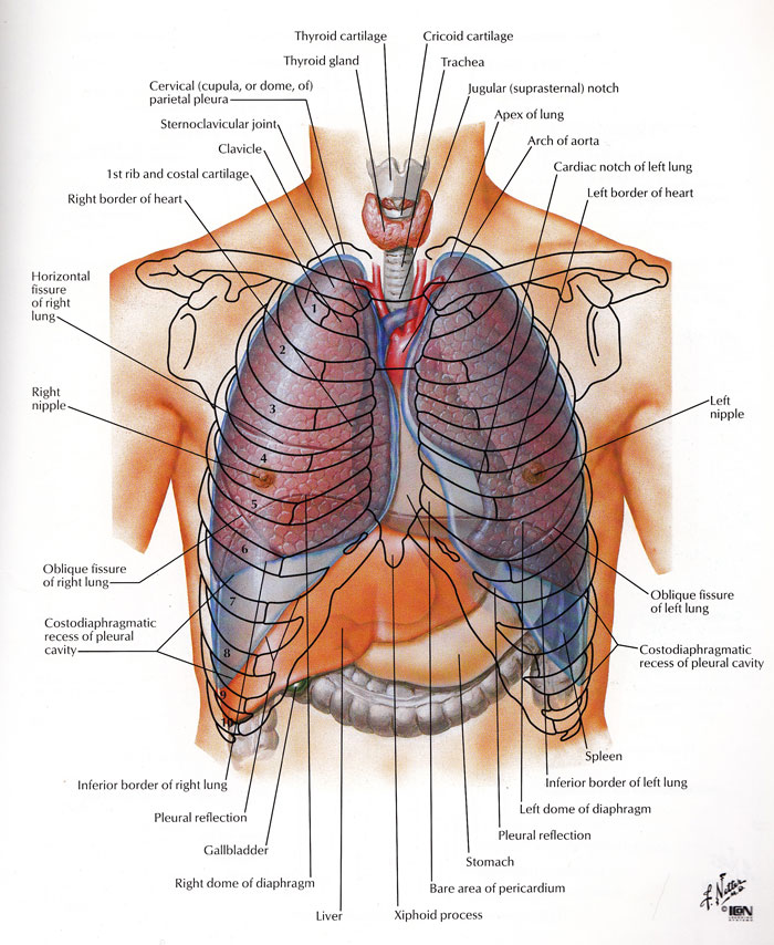 Original Art by the amazing Frank H. Netter, M.D. This image is Plate 192 from the Atlas of Human Anatomy, Third Edition .