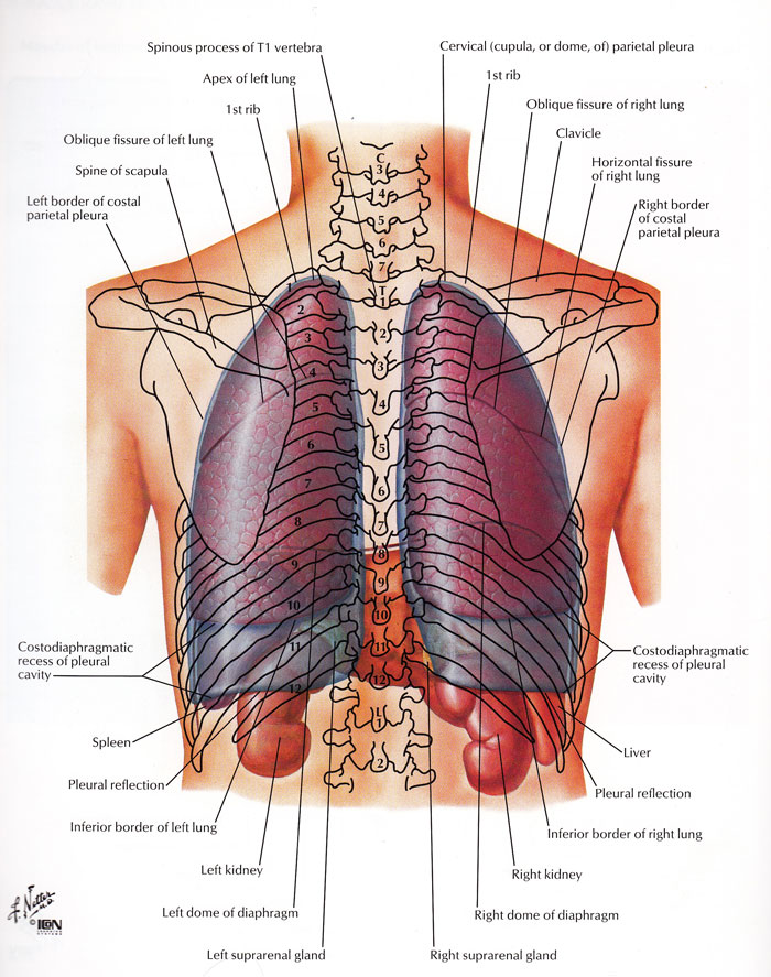 Original Art by the amazing Frank H. Netter, M.D. This image is Plate 193 from the Atlas of Human Anatomy, Third Edition .
