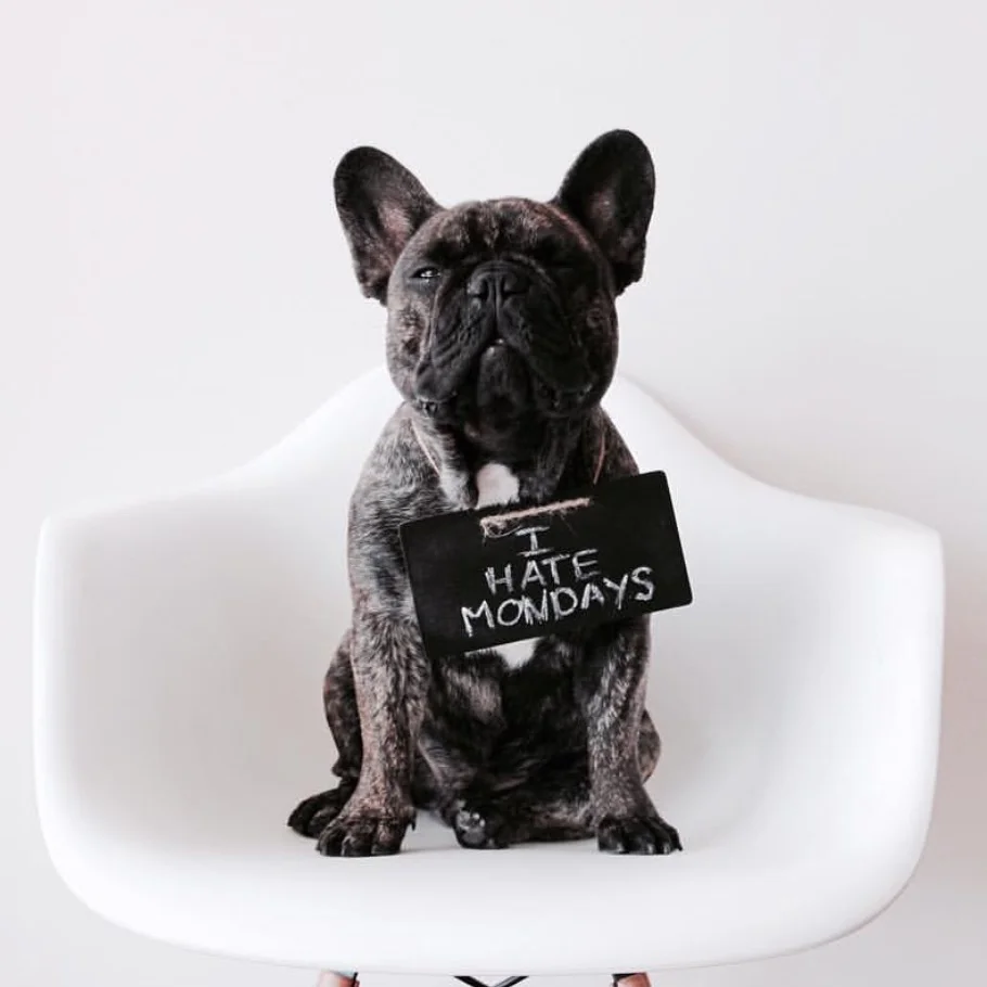 ZAZA Shopper, The dog @zazathefrenchie ZAZA favorite activities involves sleeping, catching bananas and taking pictures. He already created his own CINCO piece - zaza the frenchie necklace . And it is a huge sucess.