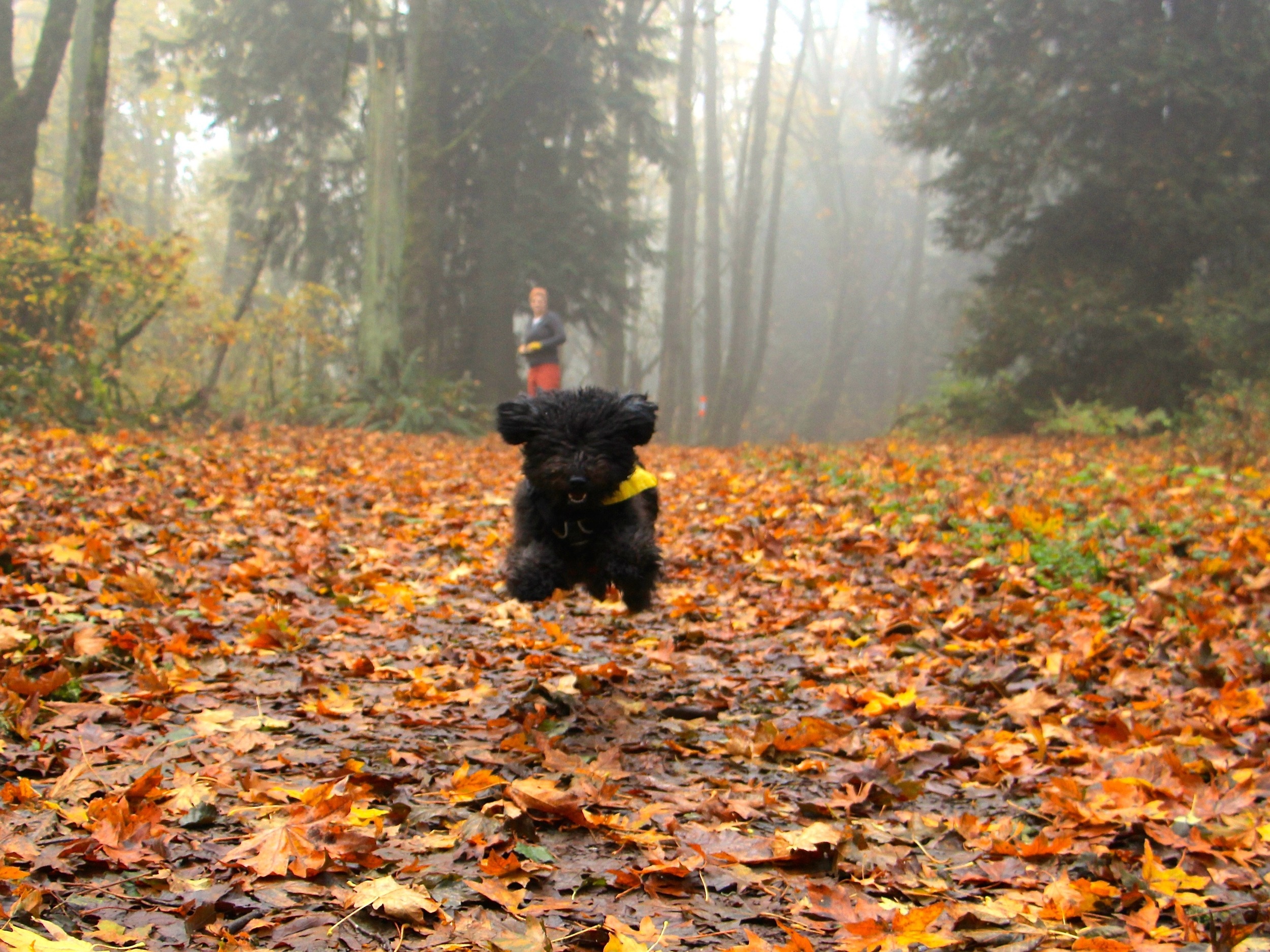 Sammy in the Air