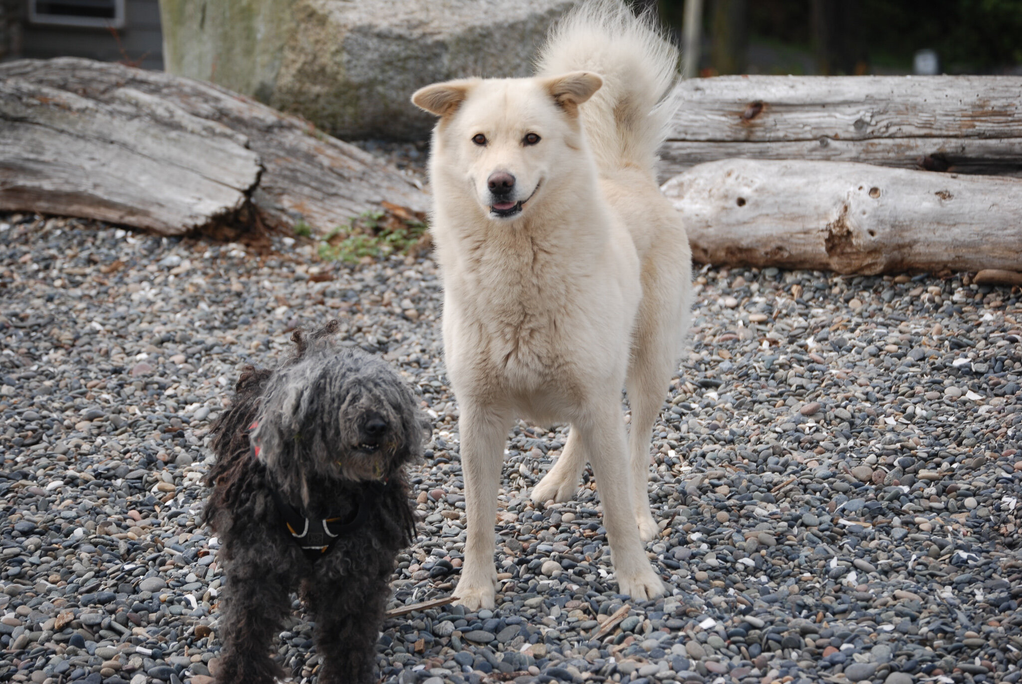 Marley and Osito on the beach - 2013