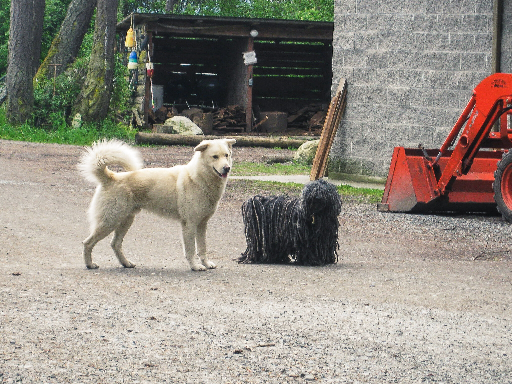 Osito and Marley's first meeting - August 2009