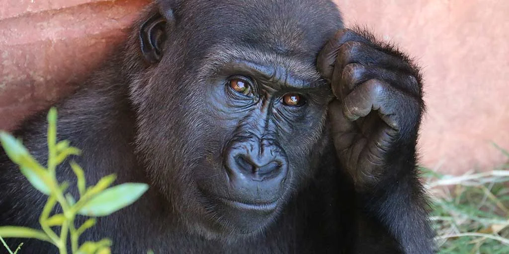 The Thinker 