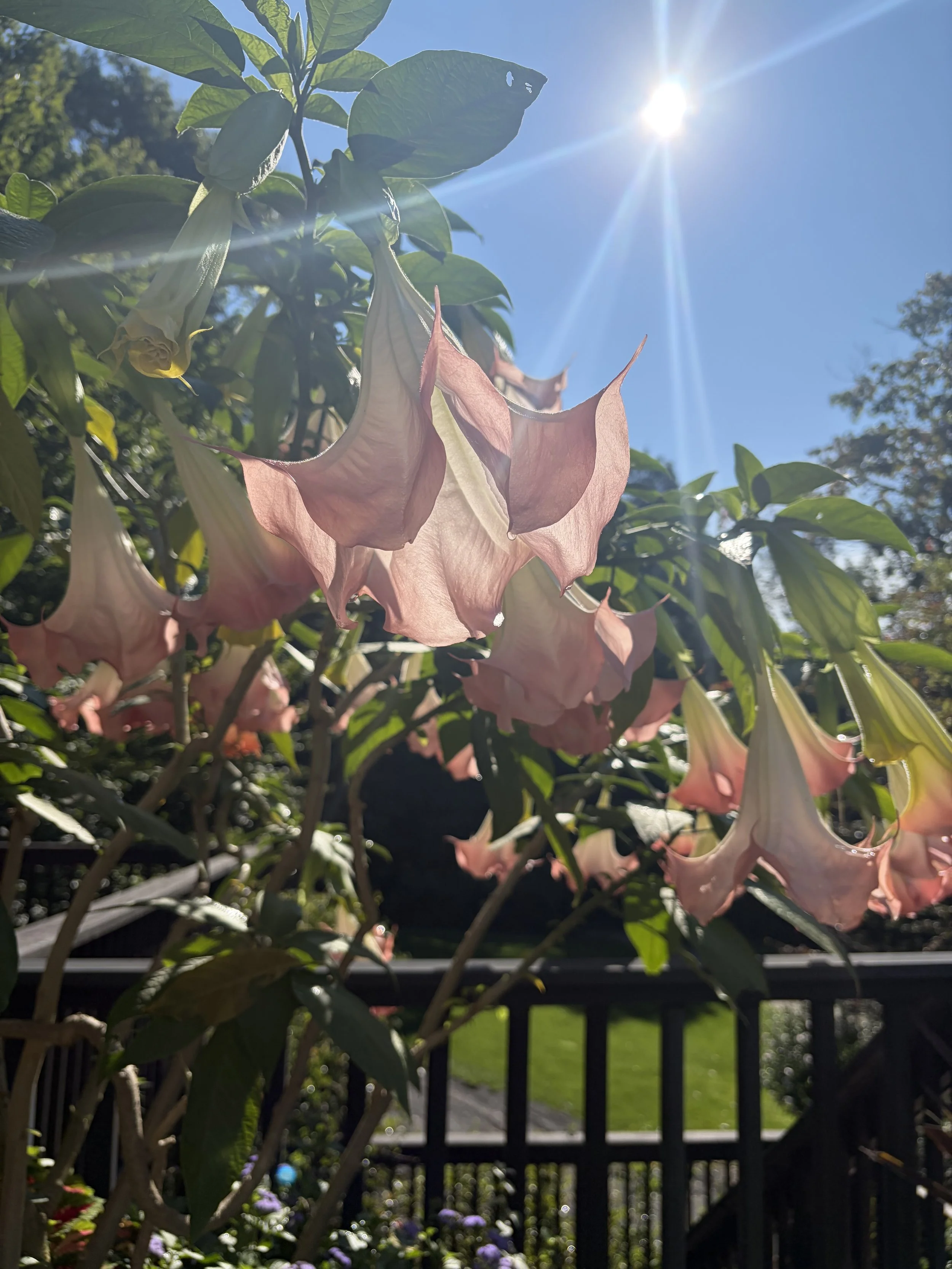 GardenFlowers.jpg