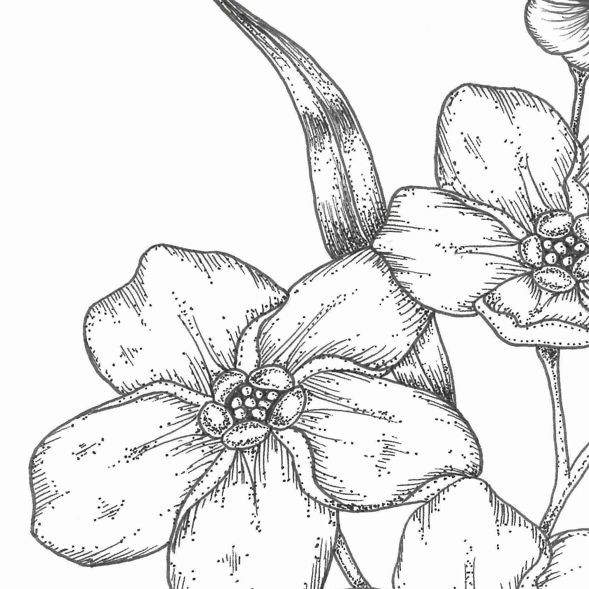 Forget Me Not Botanical Print E Decorating Affordable Online Interior Design Shop Wall Art And Botanical Illustration Watercolour And Floral Artworks