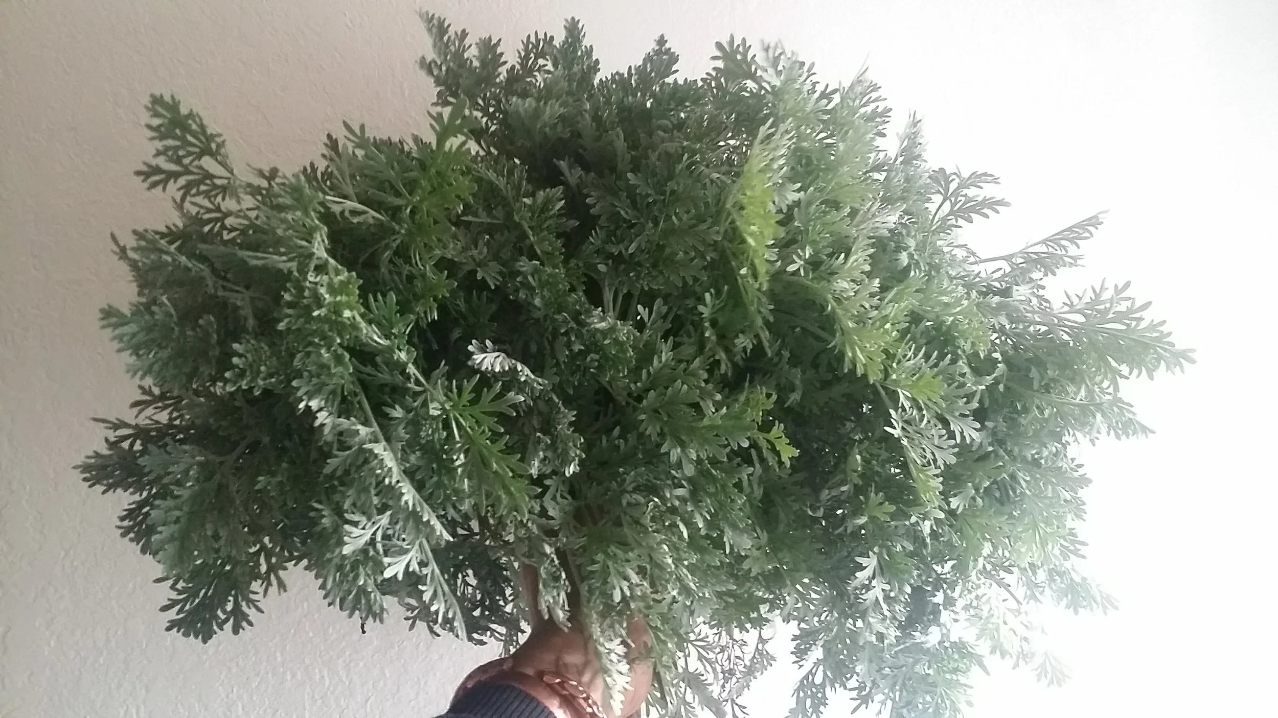 20170203_161559.jpg