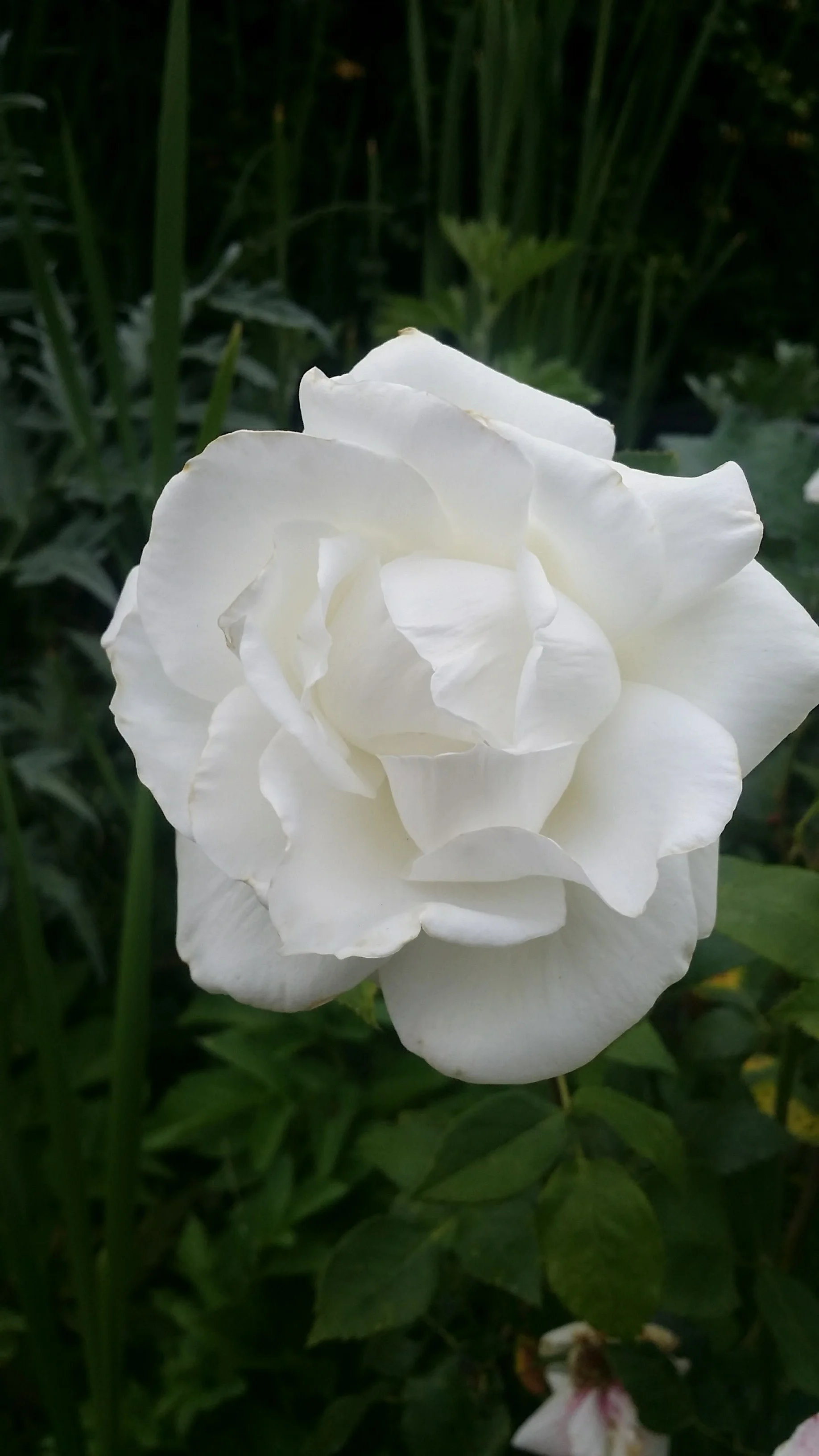 20170516_183645.jpg