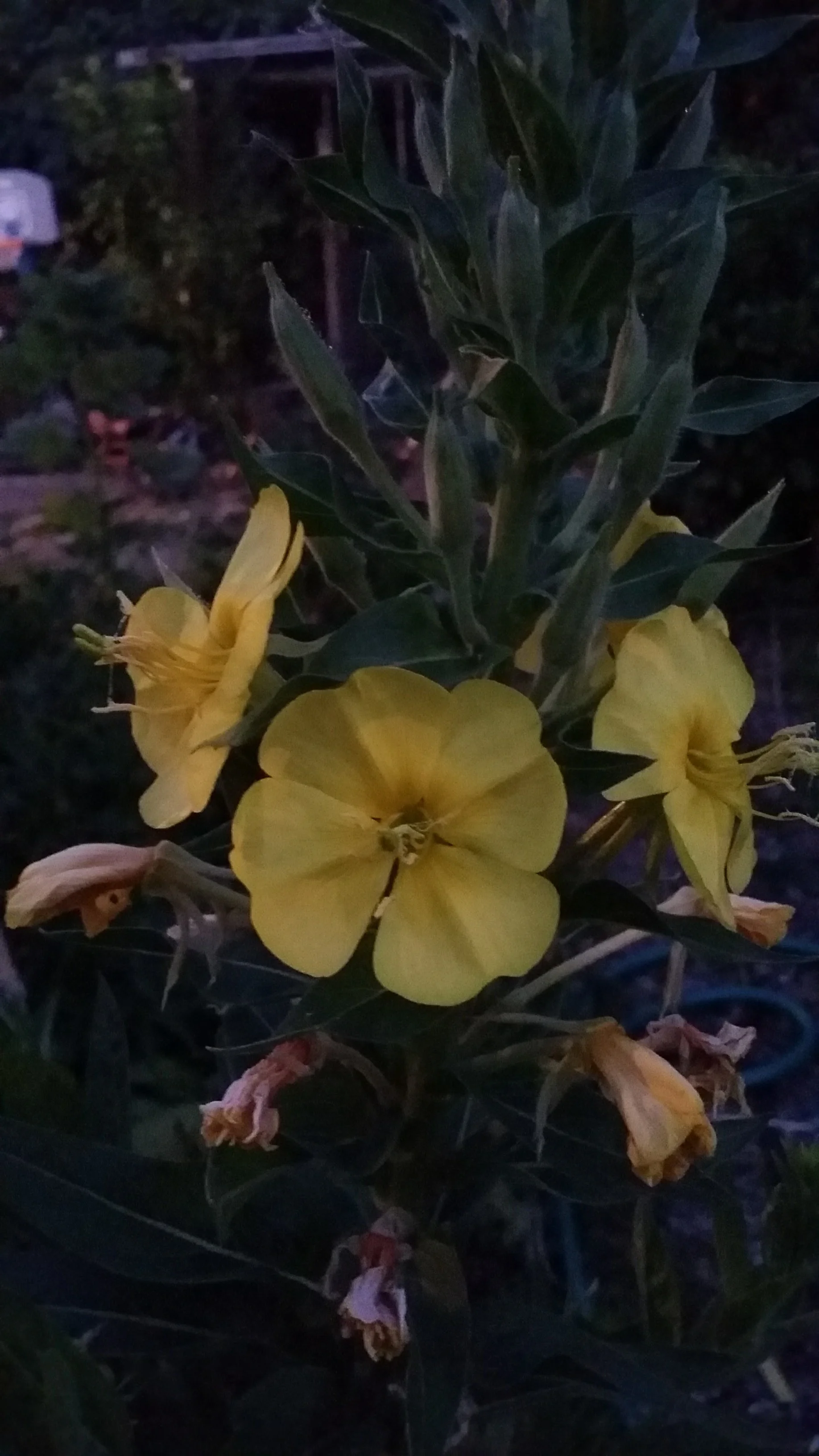 20170522_203852.jpg