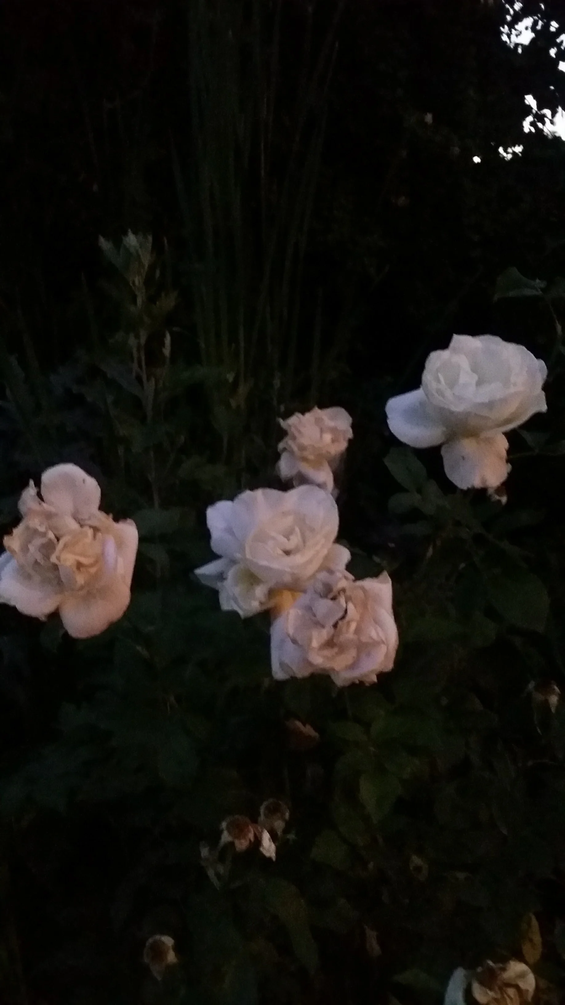 20170522_203921.jpg