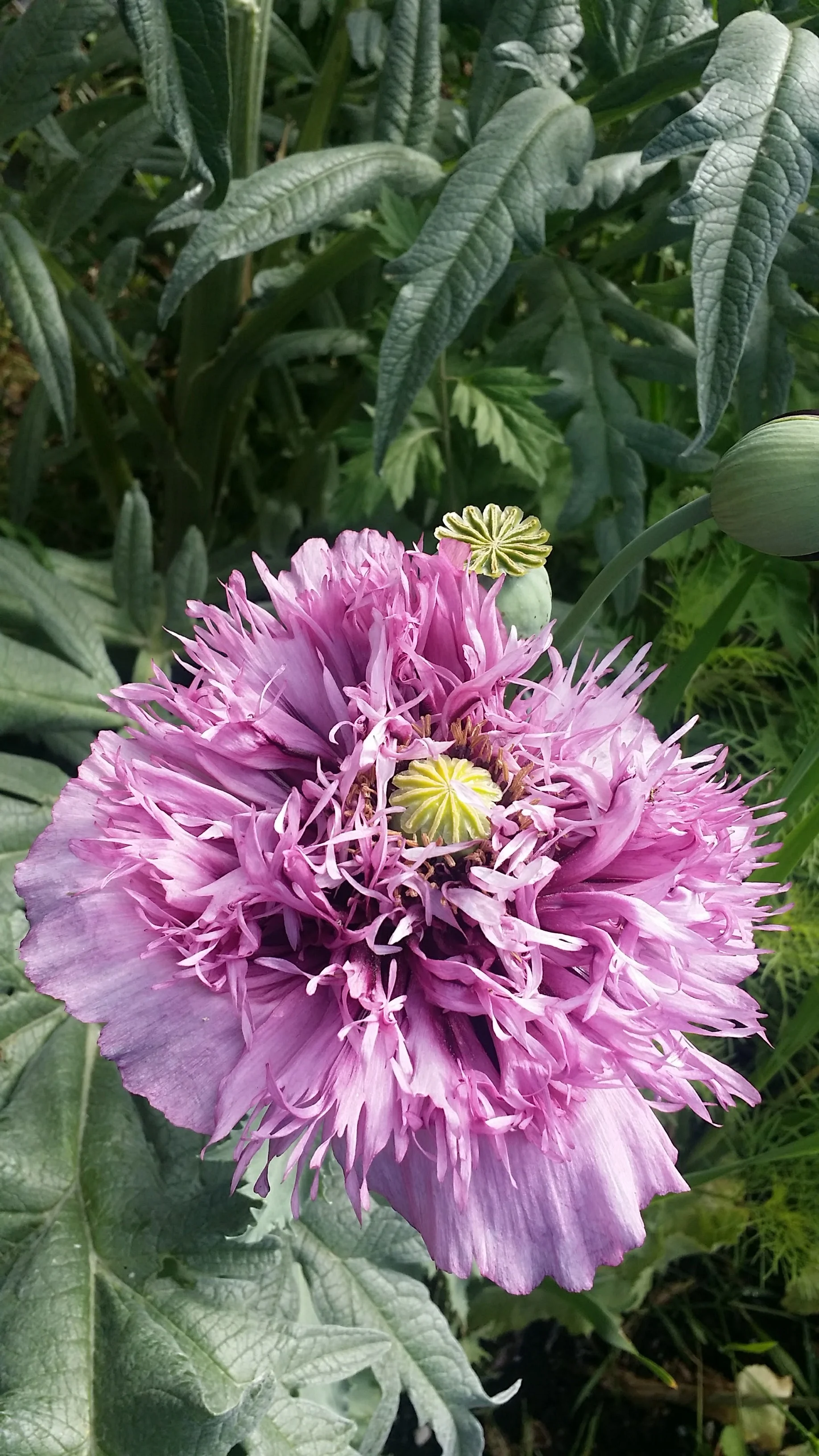 20170606_084657.jpg
