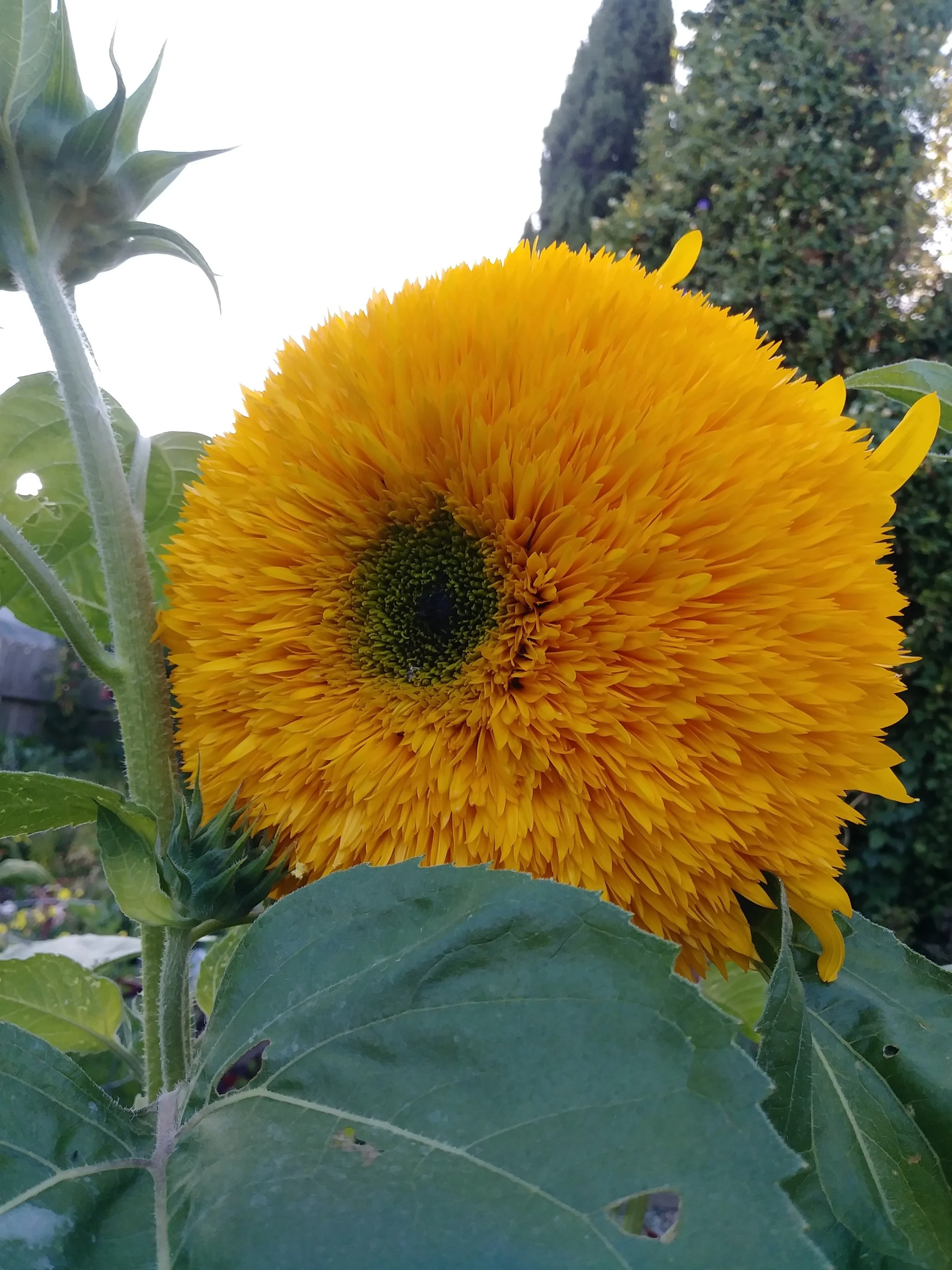 20170718_194532_Burst01.jpg