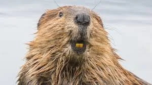 Ryde Rowing Club “100+ Club” Talks and Fish  &amp; Chip Suppers. Nicola Wheeler – Introducing Beavers to the IOW.