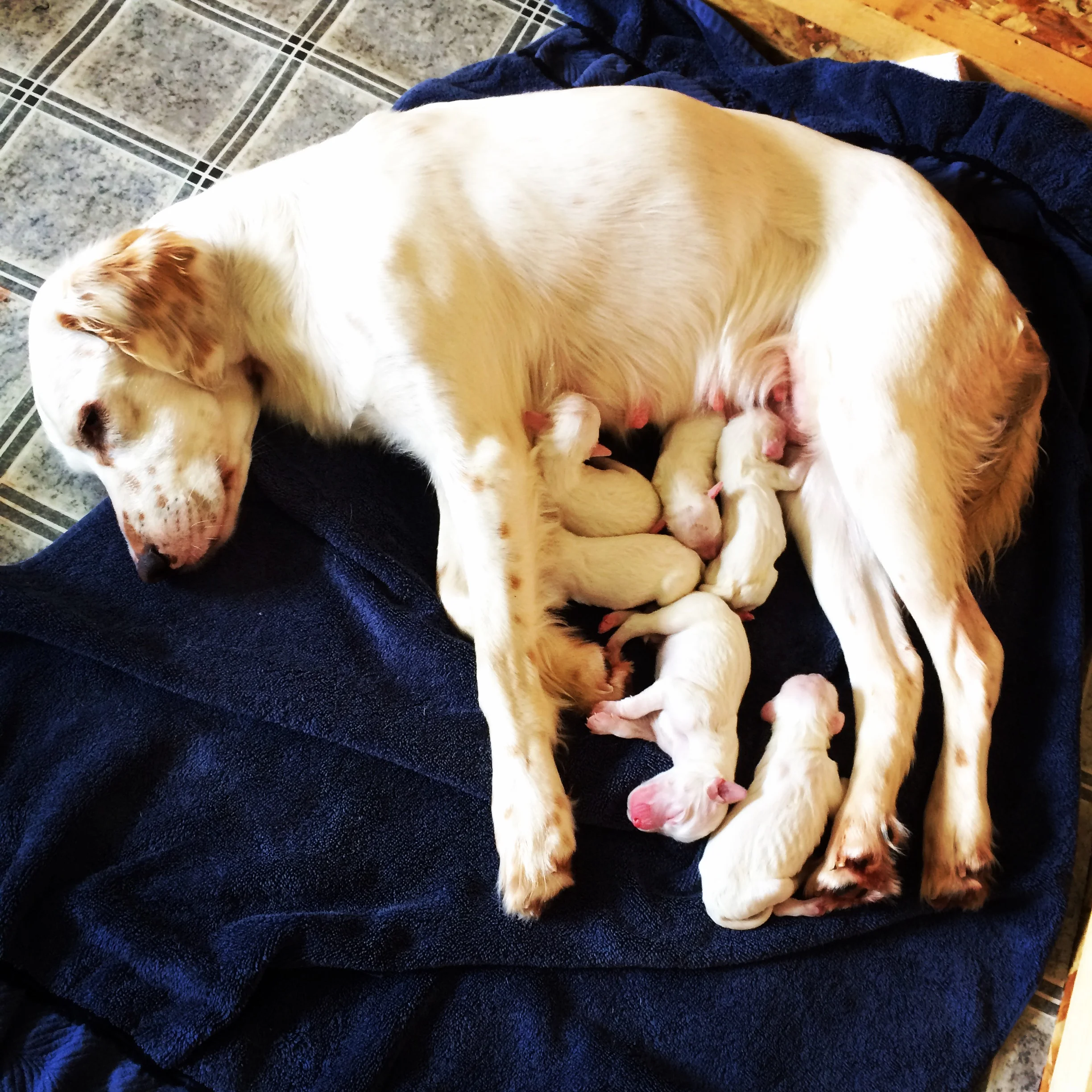 Buy Your Next Bird Dog Pup From Proven Parents