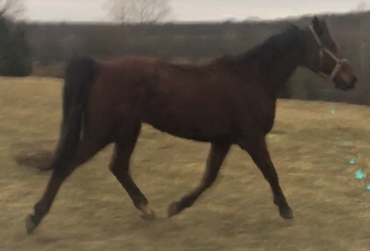 trotting1 (2).png