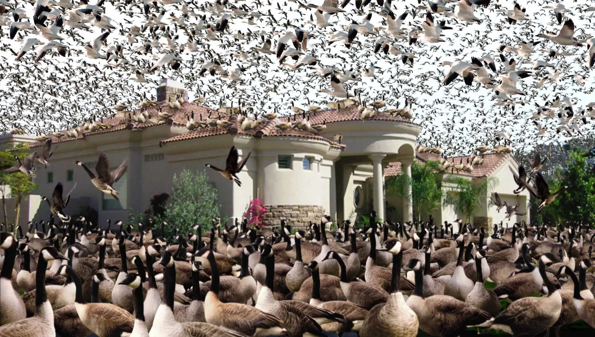 Geese_Andy_Garcia-R.jpg
