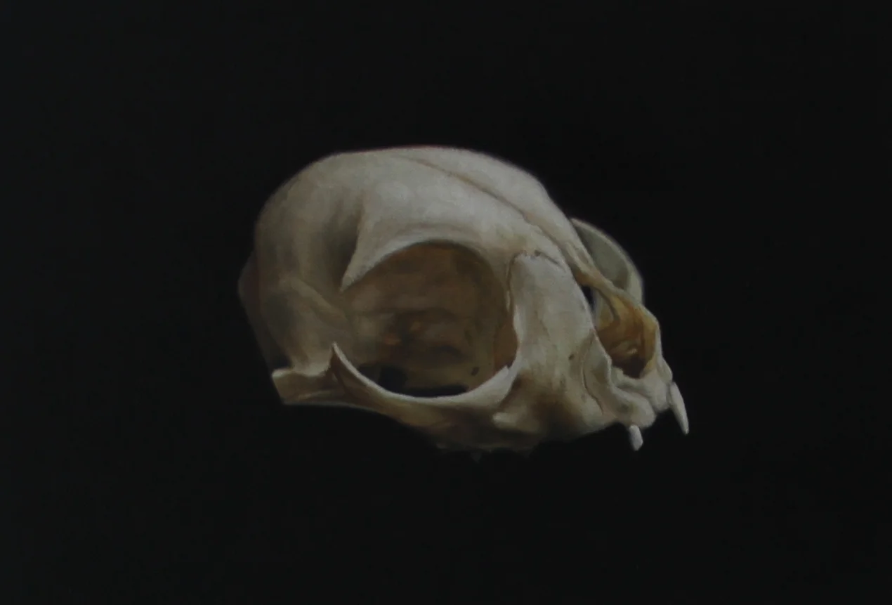 Skull Study