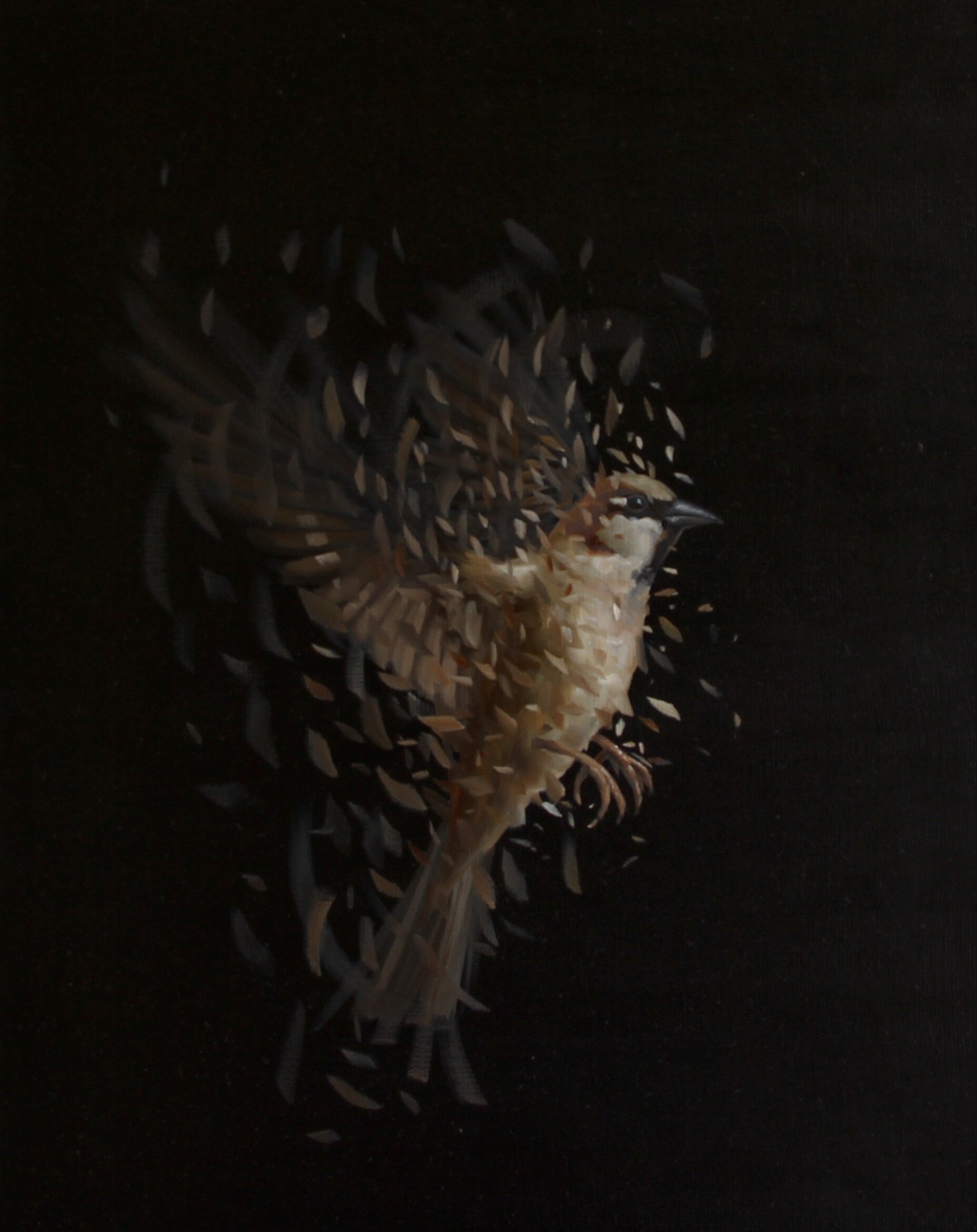 BIRD STUDY 77, 2017