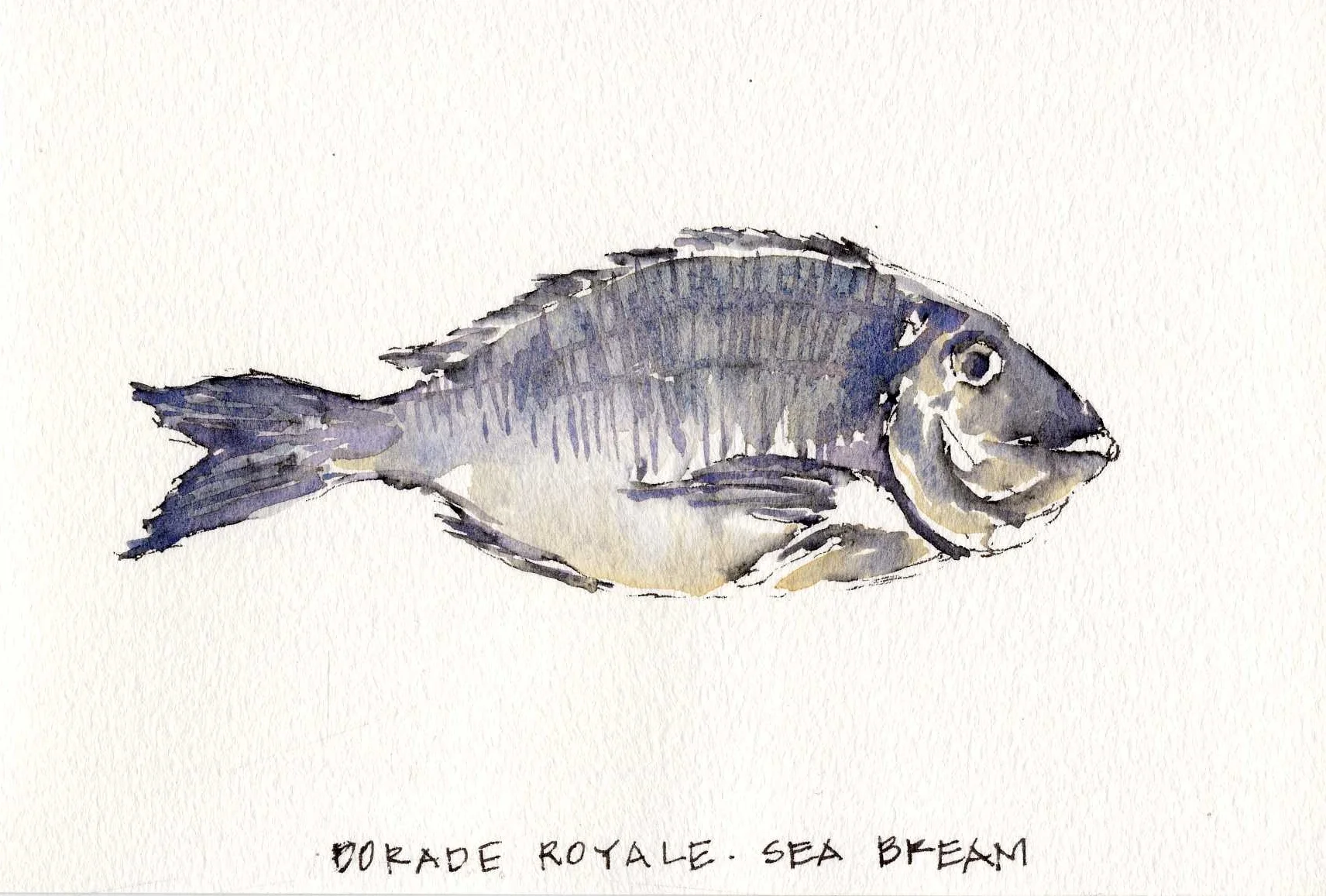 dorade royale sea bream img081.jpg