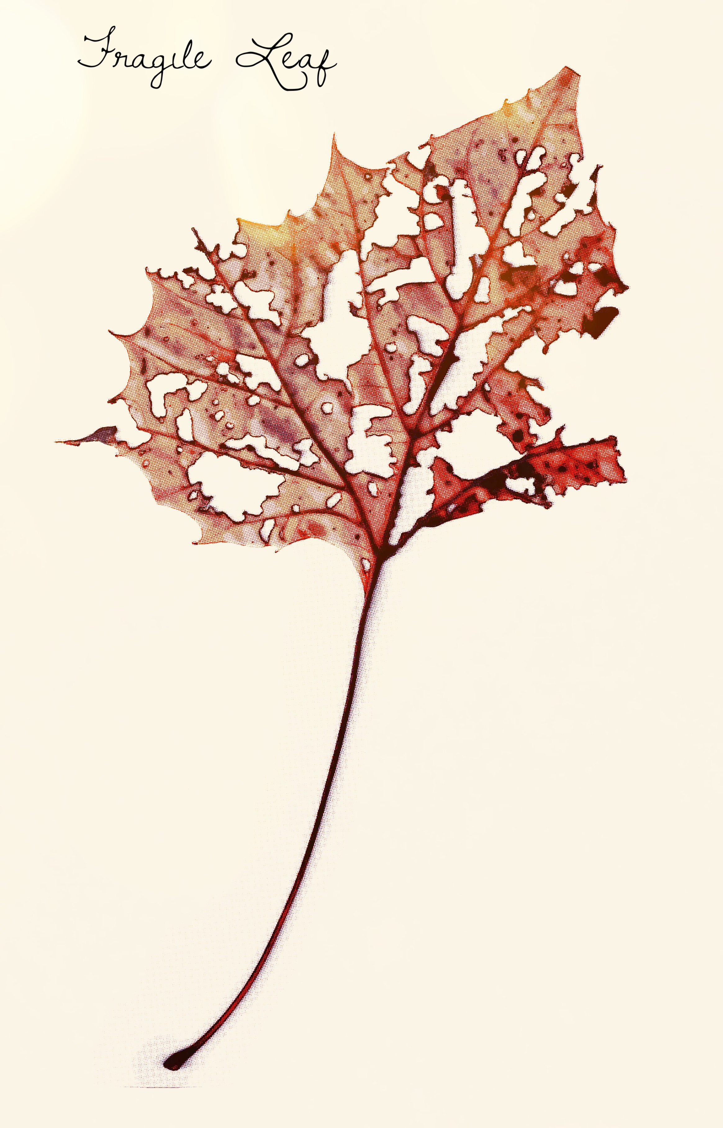 Solo Leaf