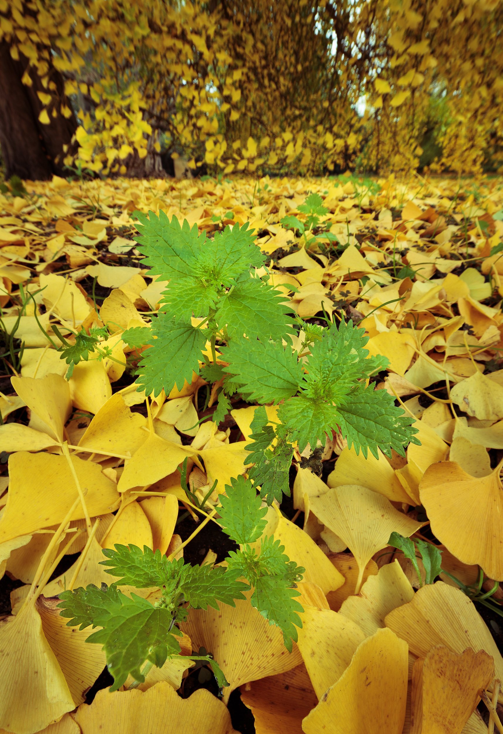 Weeds and Ginkgo leaves.