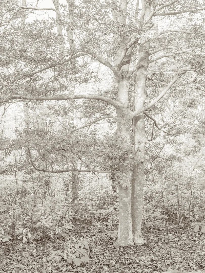Eastern Holly