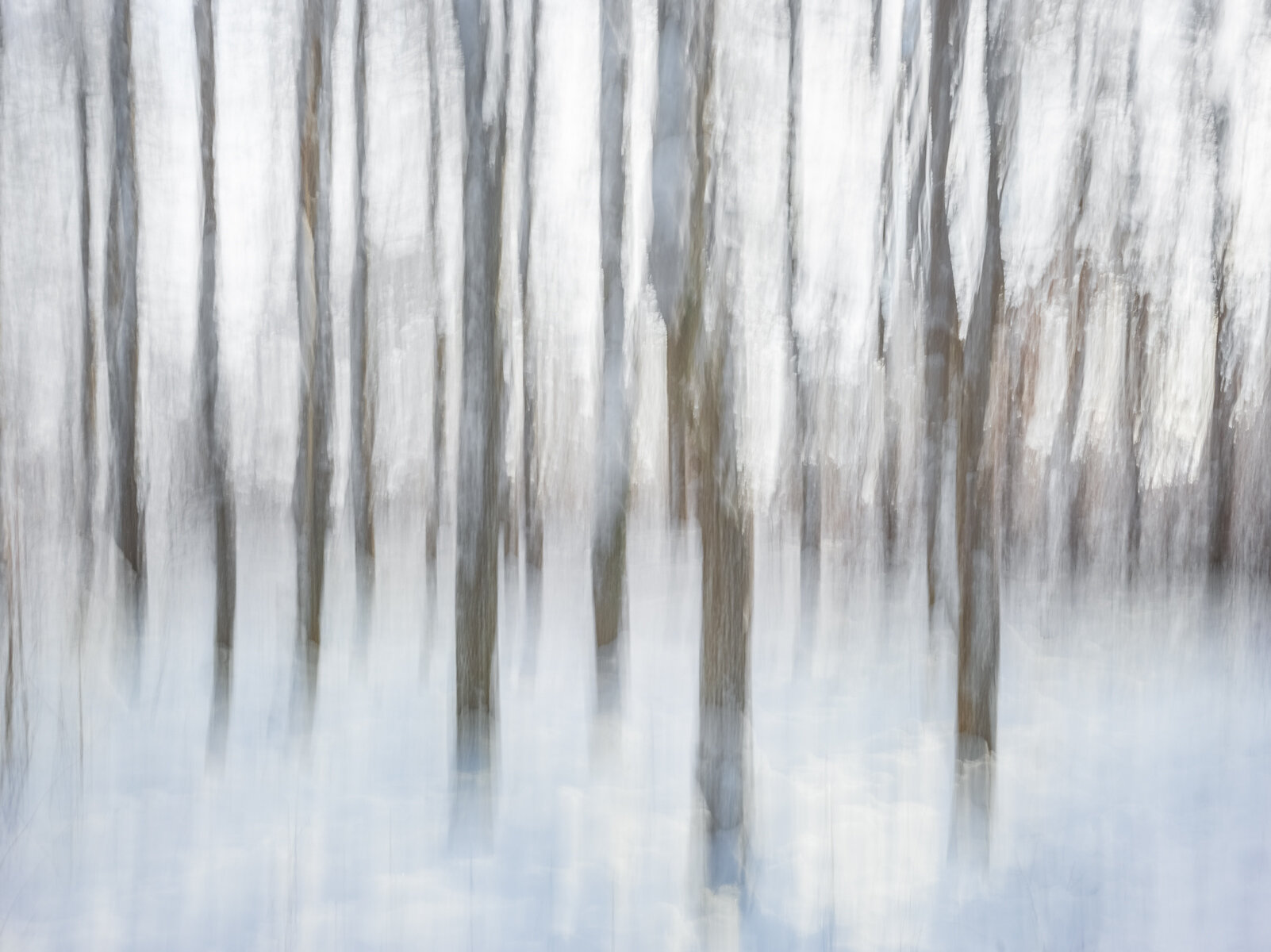 (continuance) Winter Tupelo Trees