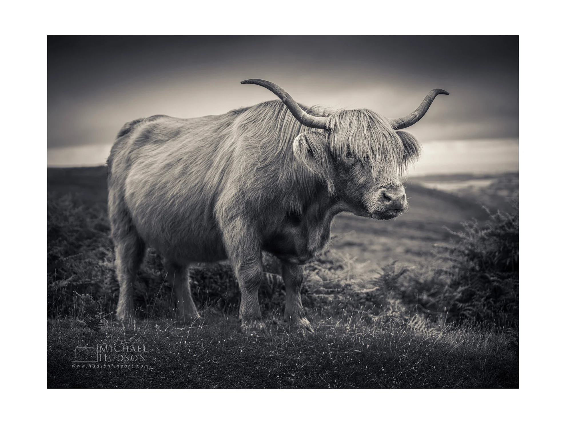 Highland Cow, Dartmoor / Limited Edition Print No. 2S5-1442