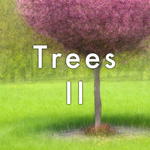 trees2.jpg