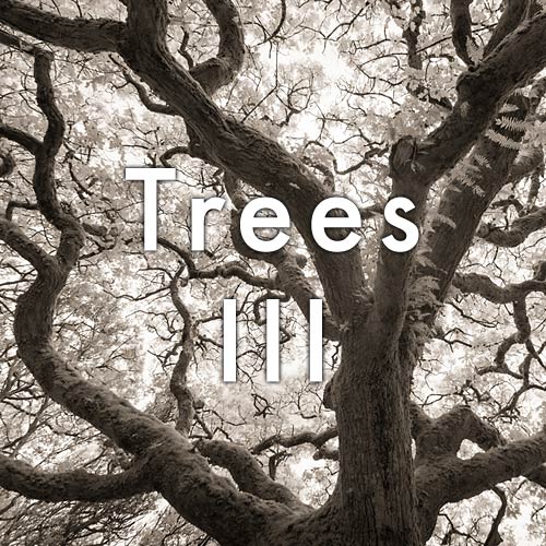 trees3.jpg