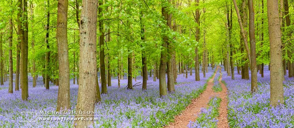 Bluebell Woods, Dockey Wood, England, April 2011