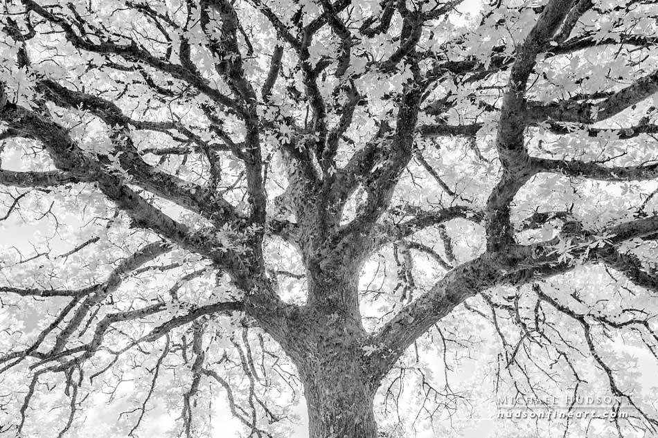Ancient Oak, Ty Canol Wood, Wales, 2012