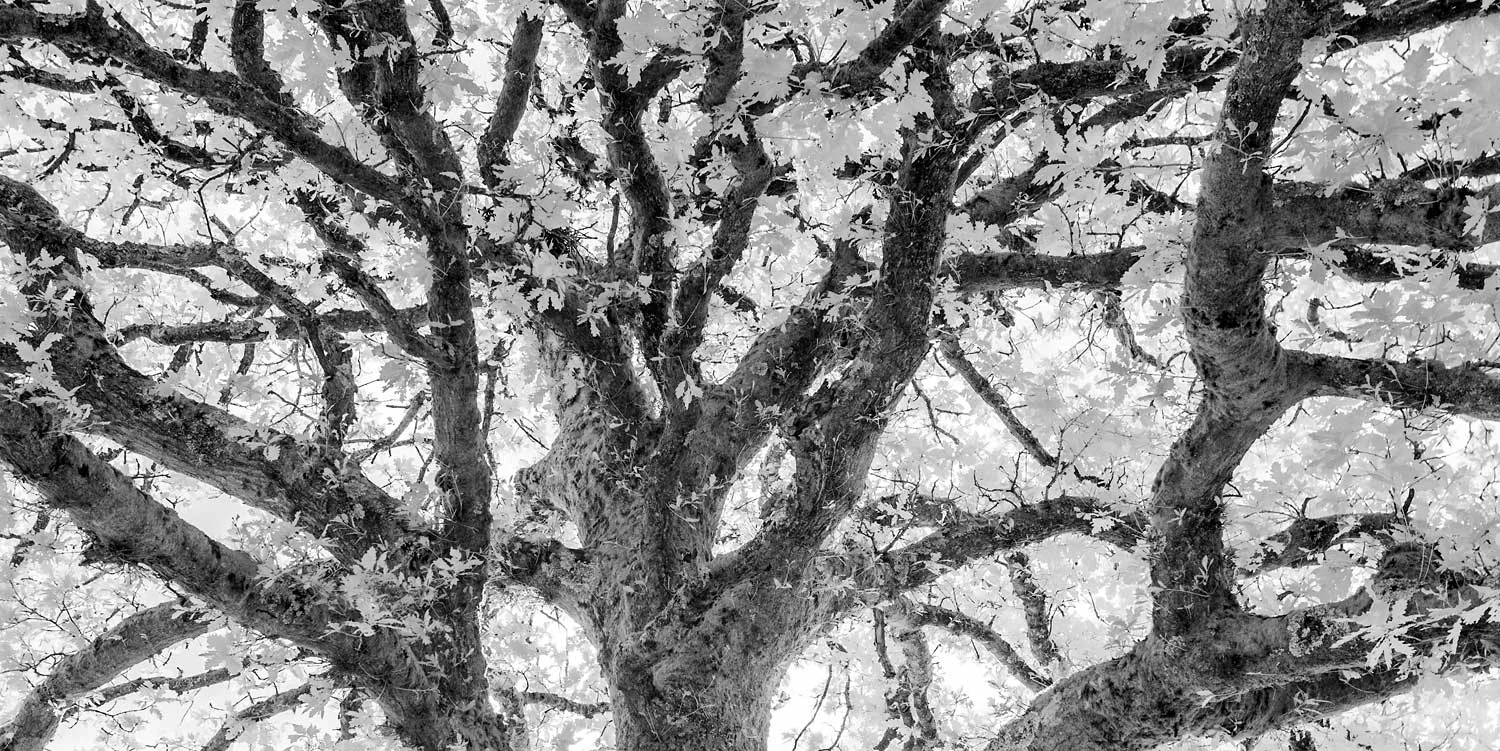 International Garden Photographer of the Year Award