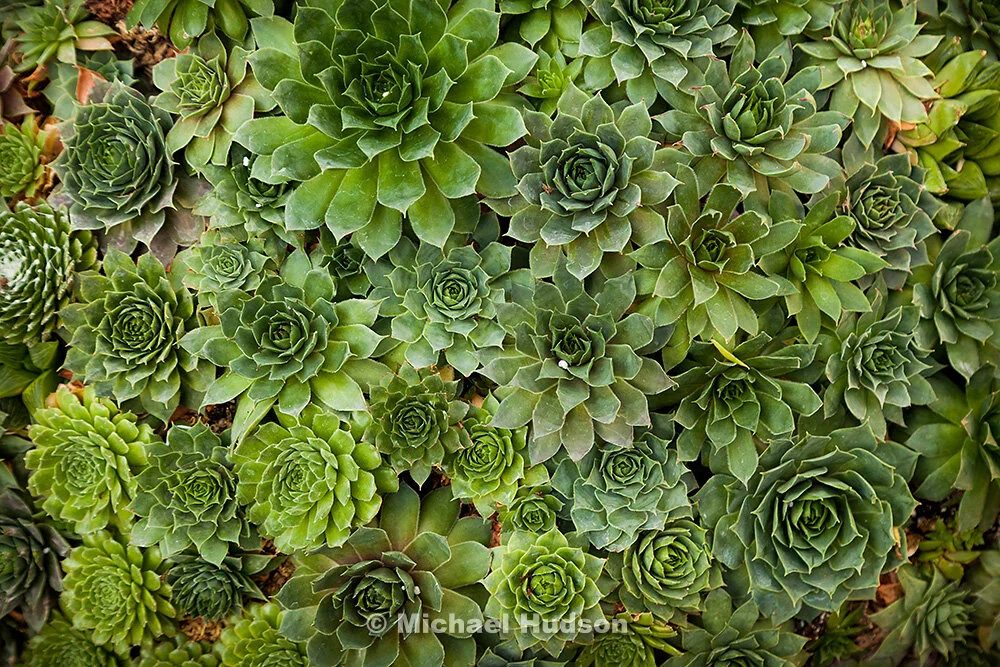 Succulents #1  Michael Hudson