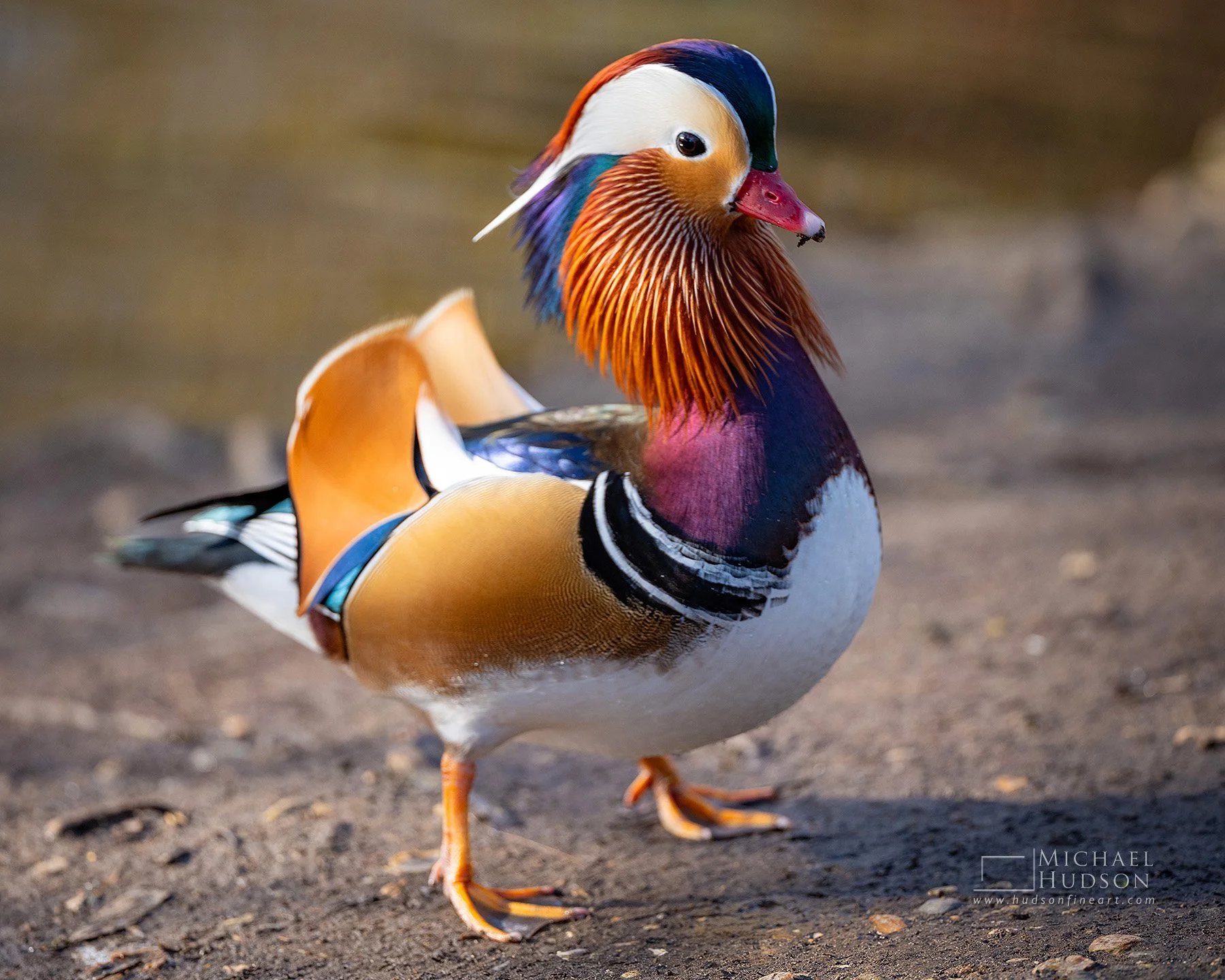 Mandarin Ducks