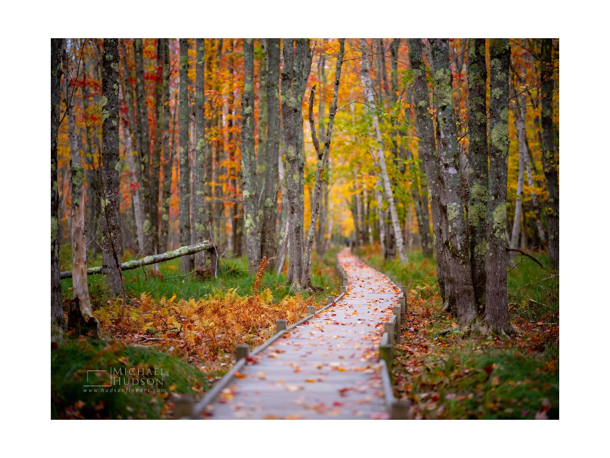 The Journey/ Limited Edition Print No. 2S5-2996