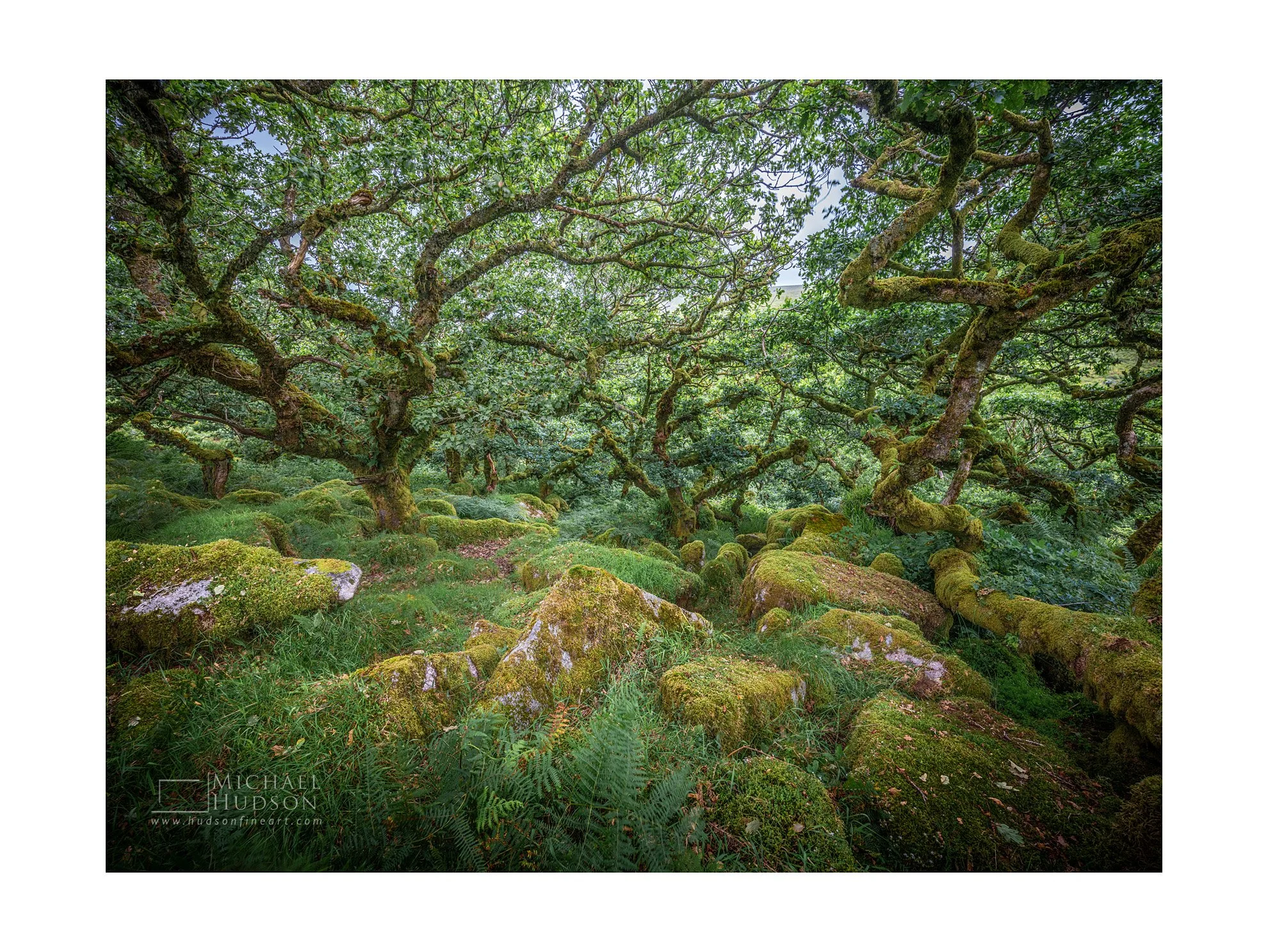 Ancient Woodland XXXV (Dartmoor)/ Limited Edition Print No. 2S5-1297