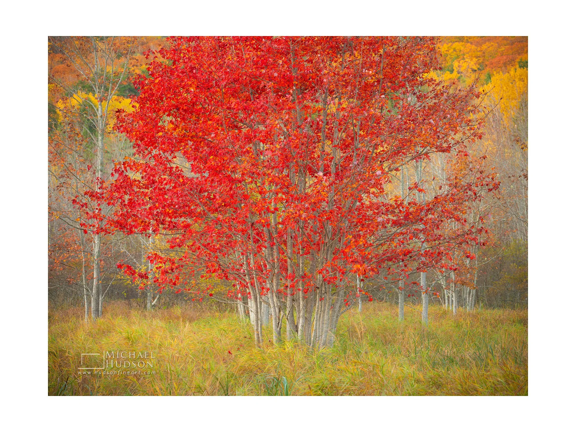 Red Autumn Glow/ Limited Edition Print No. 2S4-2796