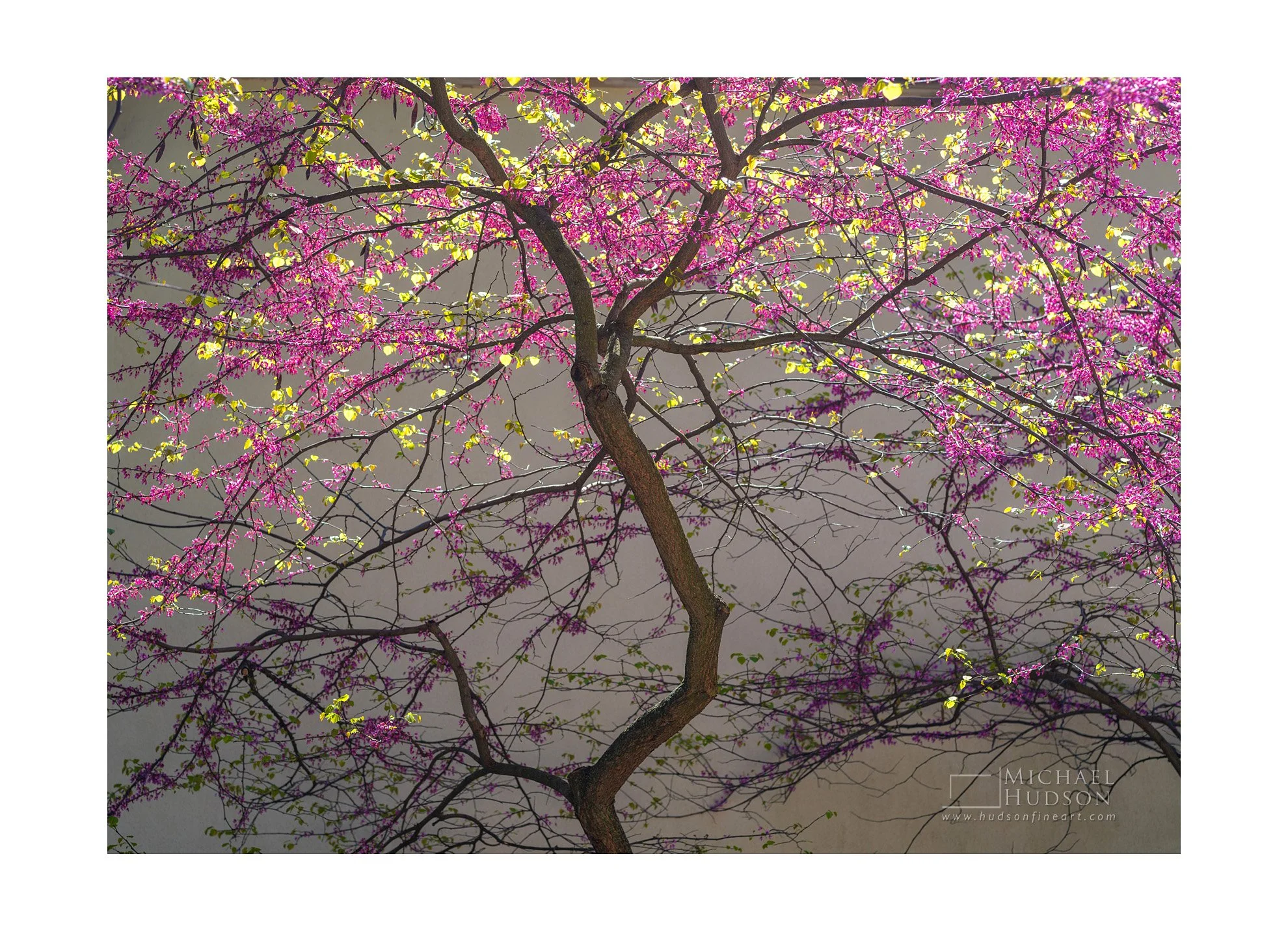 Spring Blossoms / Limited Edition Print No. 2S4-0912