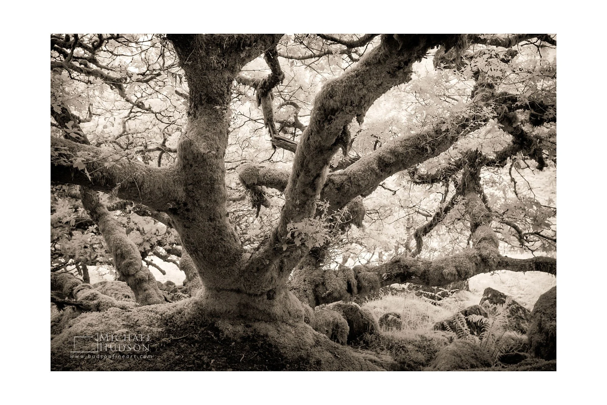 Ancient Woodland IX (Dartmoor)/ Limited Edition Print No. 1S2-1575