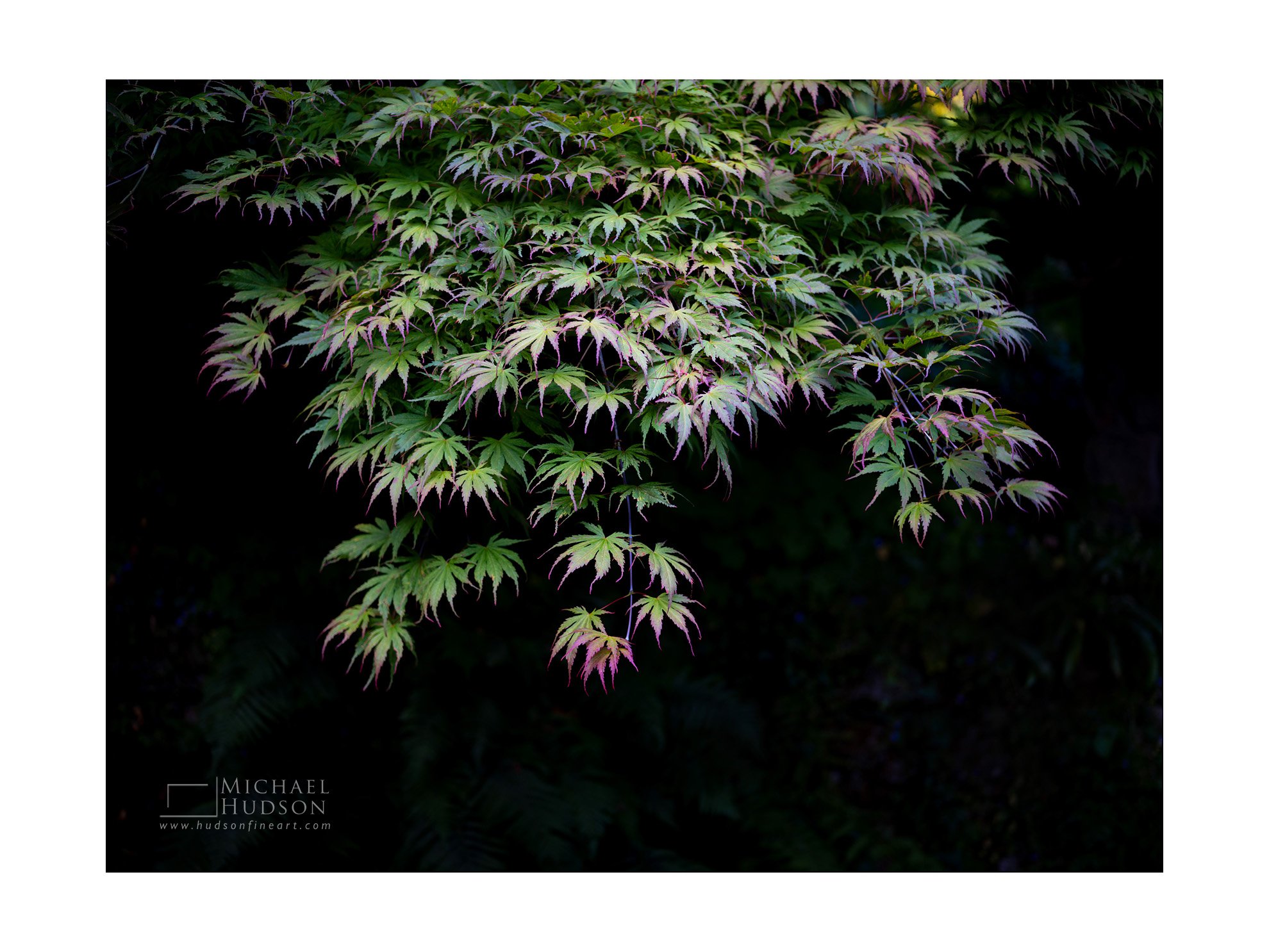Japanese Maple / Limited Edition Print No. 2S5-1337