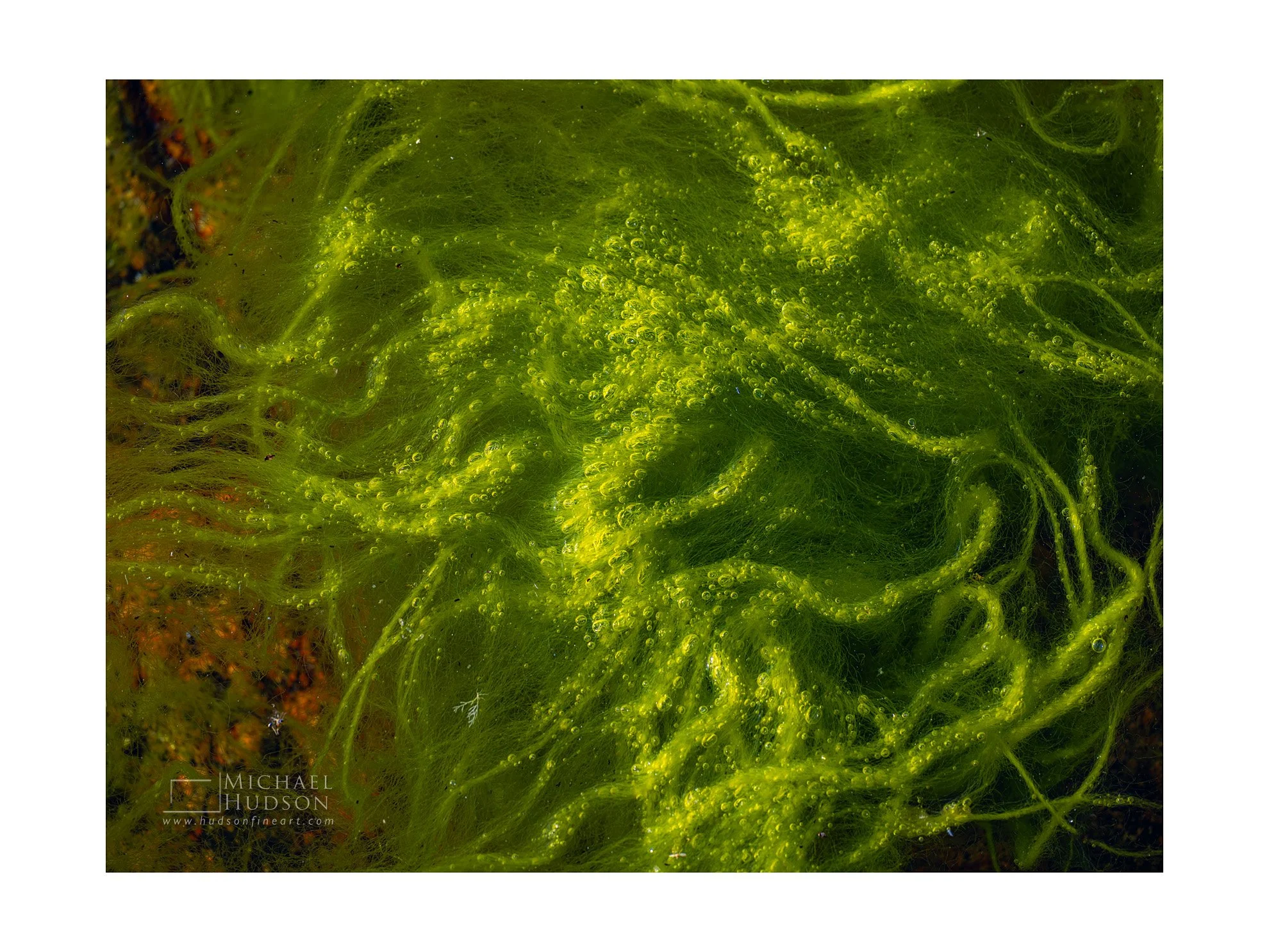 Bubbles/ Limited Edition Print No. 2S5-1669