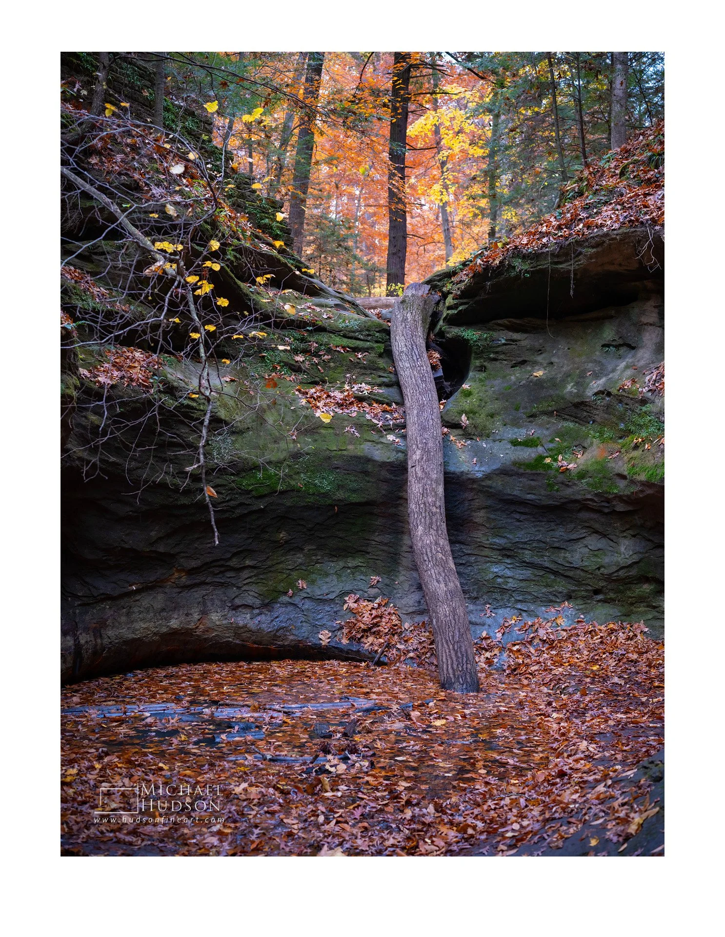 Toppled Tree, Indiana/ Limited Edition Print No. 2S5-3506