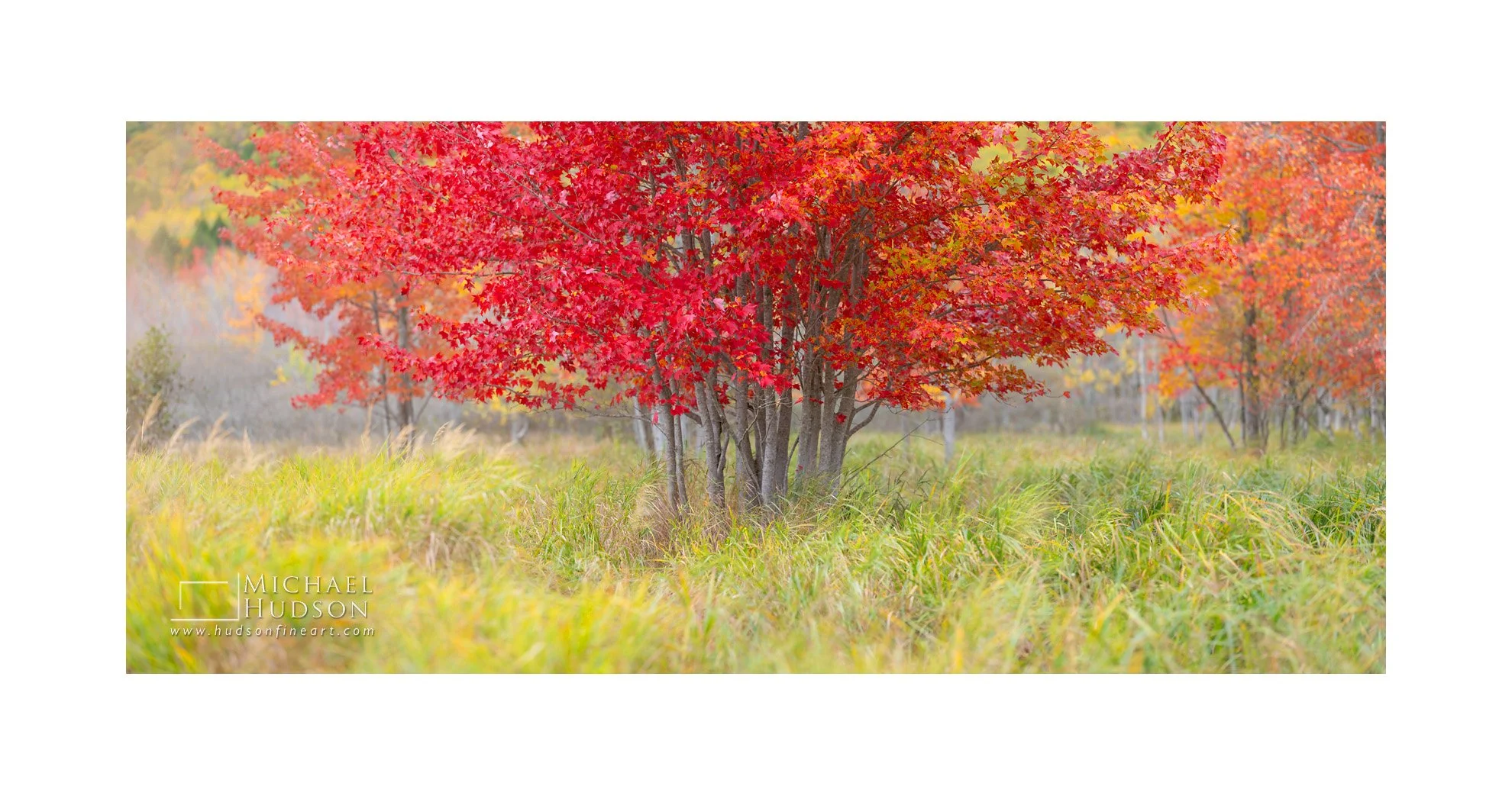 Meadow Morning/ Limited Edition Print No. 2S5-2978p