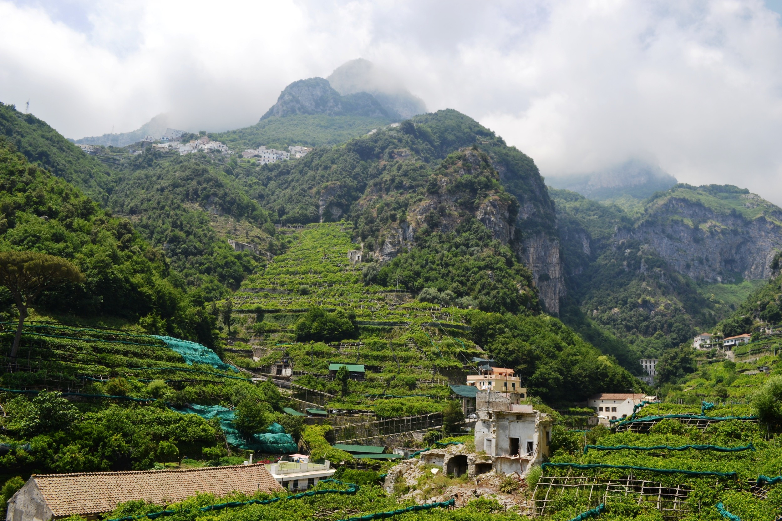 Lemon-Groves-in-Positano.jpg