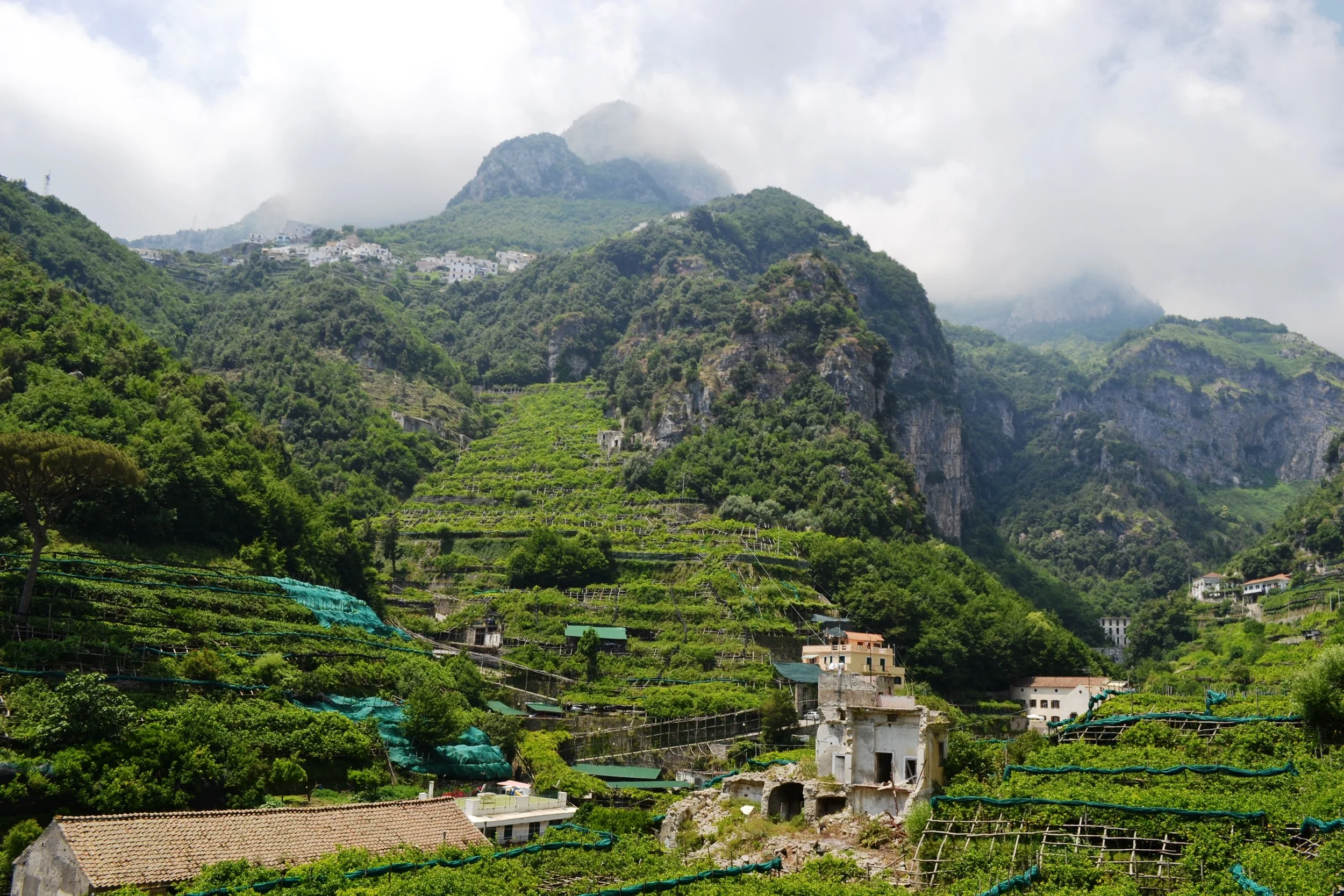 Lemon groves in Sorrento, Italy