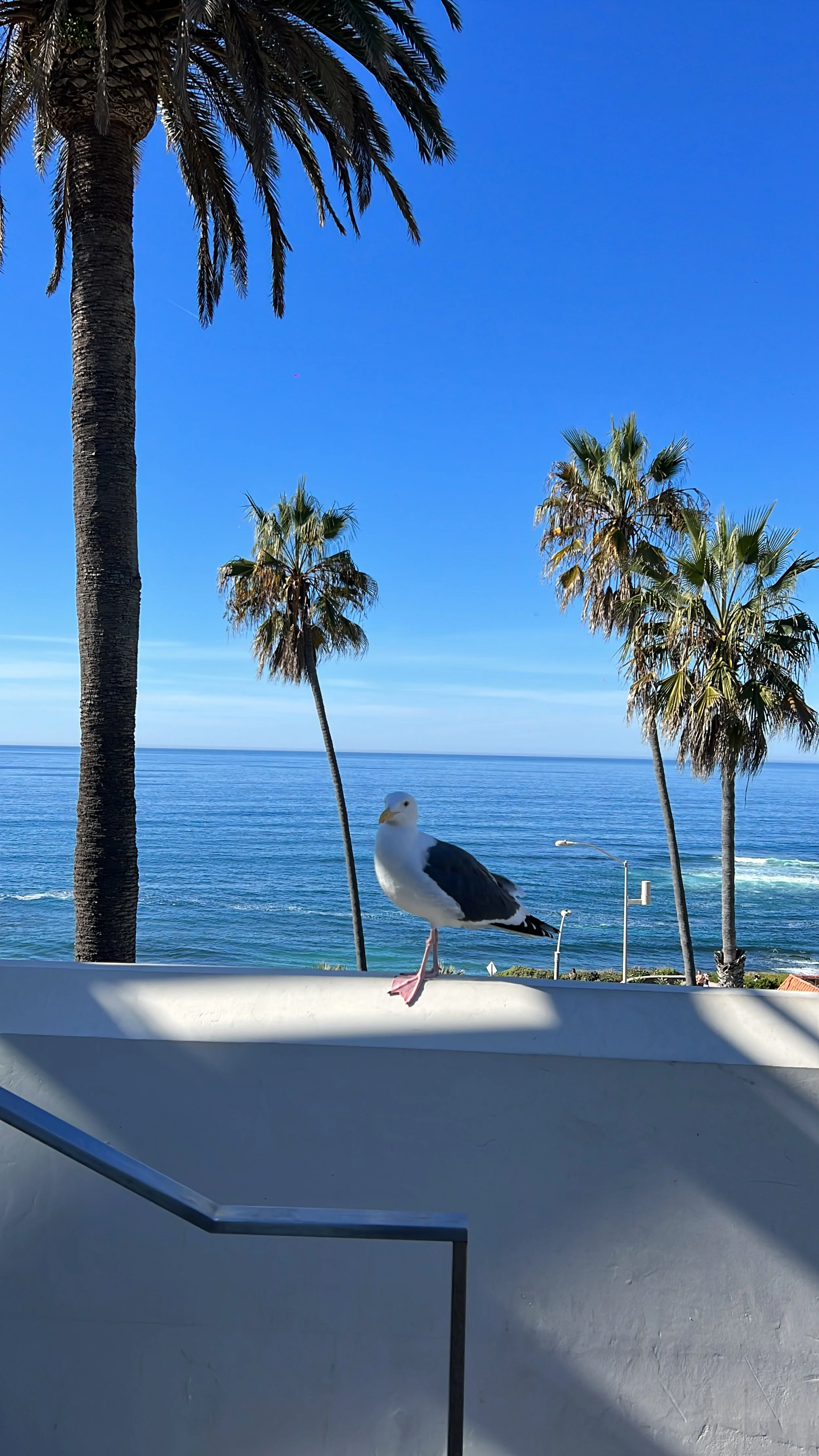 The Ultimate San Diego Travel Guide