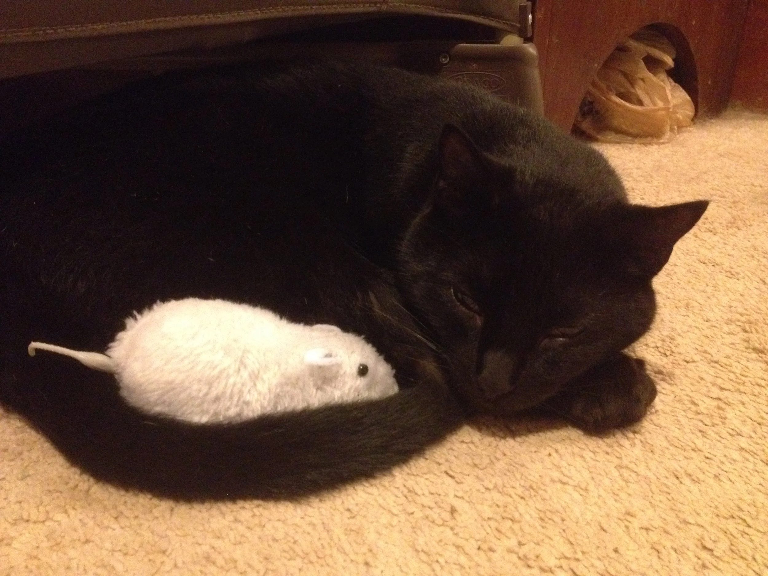 Romeow, a true pacifist.