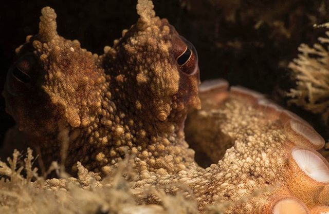 #ocean #shoredive #underwaterphotography #canonusa #octopus #blueheronbridge #closeup #macrophotography #nauticam #seacreatures