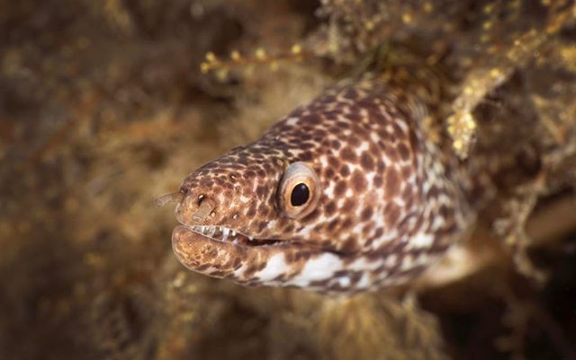 #seacreatures #closeup #blueheronbridge #underwaterphotography #uwphotography #nauticam #scubadiving