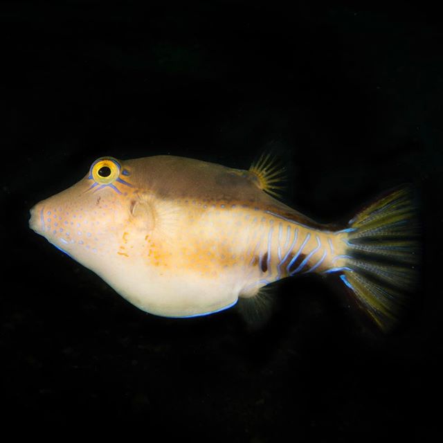 #photography #scubadiving #uwphotography #nauticam #underwaterphotography #fish #blueheronbridge #canonusa #ocean #florida